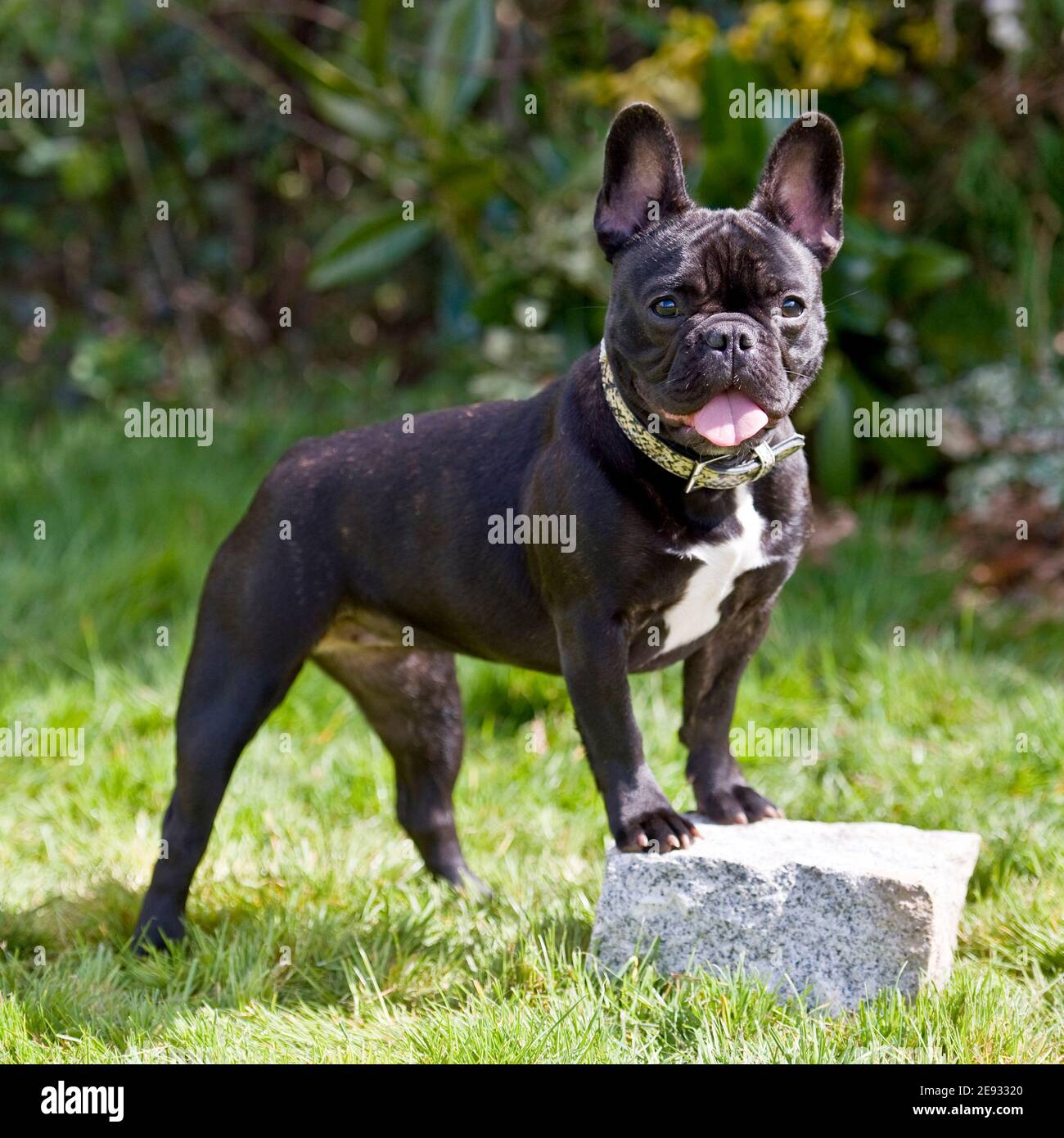 french bulldog Stock Photo