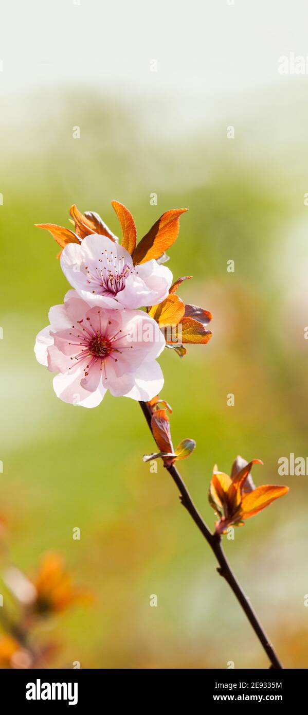 Mobile phone - lock screen - desktop wallpaper - screen saver - - beauty  plum flowers Stock Photo - Alamy