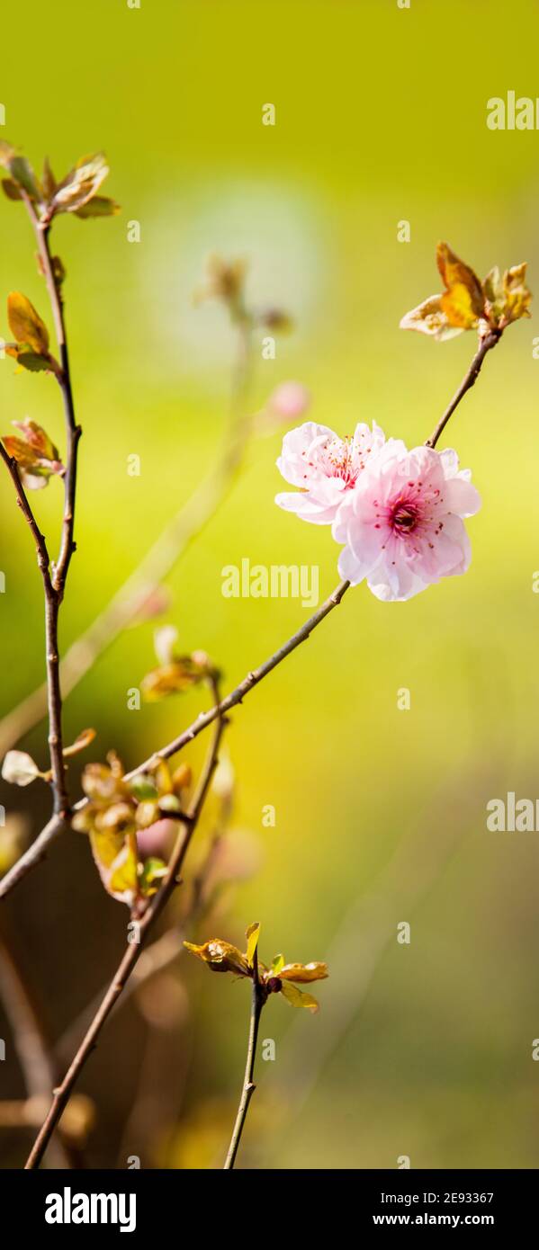 Mobile phone - lock screen - desktop wallpaper - screen saver - - beauty plum flowers Stock Photo