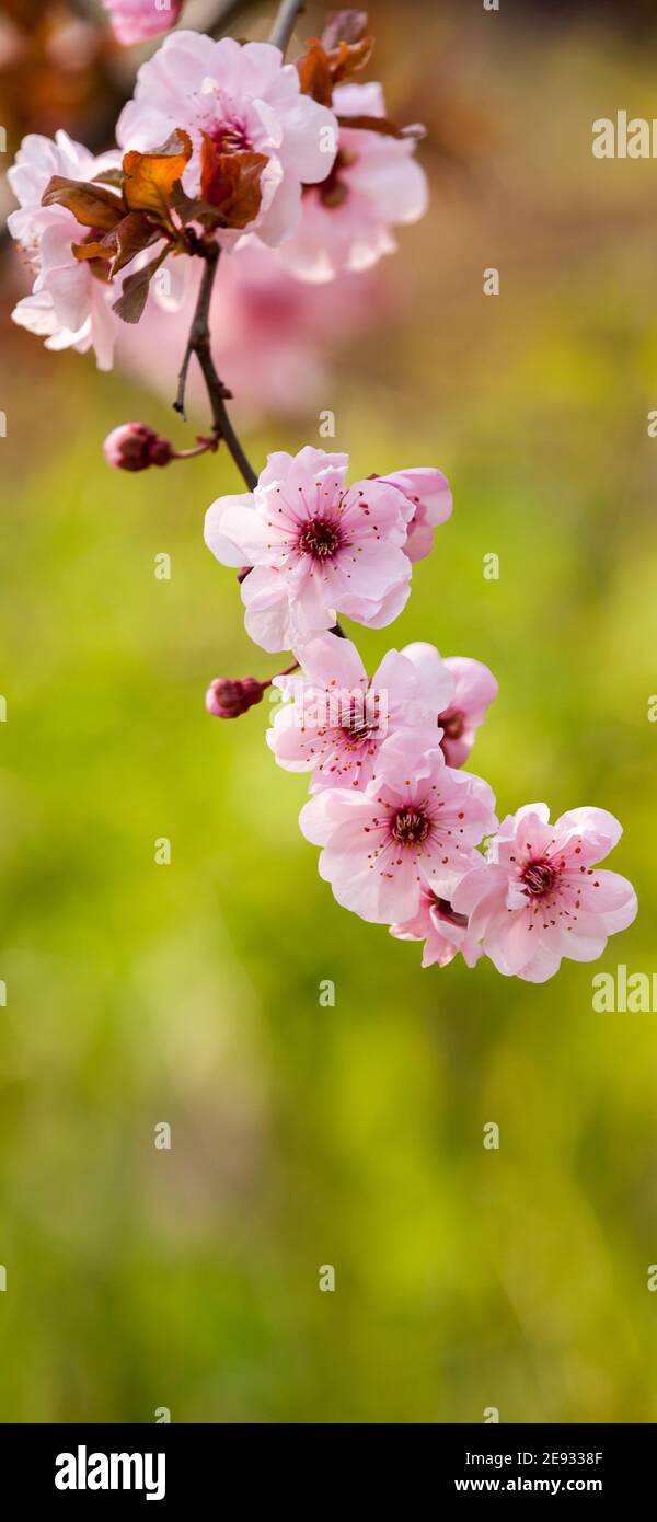 Mobile phone - lock screen - desktop wallpaper - screen saver - - beauty plum flowers Stock Photo