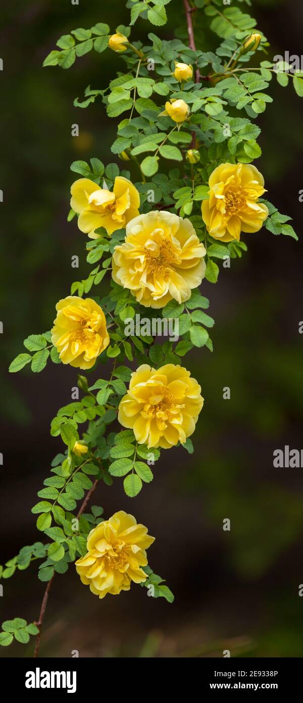 Mobile phone - lock screen - desktop wallpaper - screen saver - - yellow  dahurian rose fruit flowers Stock Photo - Alamy
