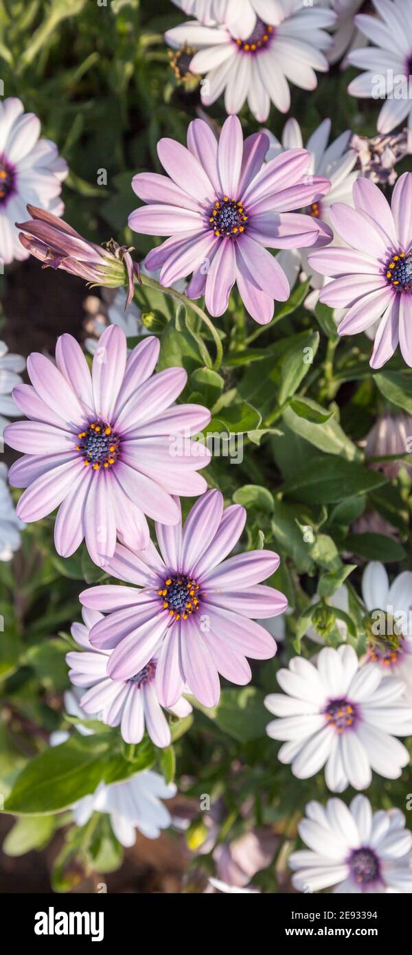 Mobile phone - lock screen - desktop wallpaper - screen saver - - blue eye chrysanthemum flowers Stock Photo
