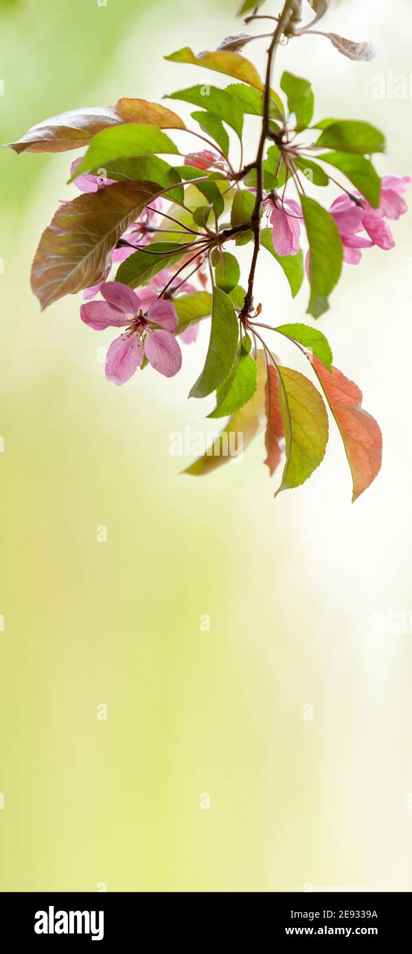Lock screen wallpaper hi-res stock photography and images - Page 3 - Alamy Lock screen wallpaper hi-res stock photography and images - Page 3 - Alamy
