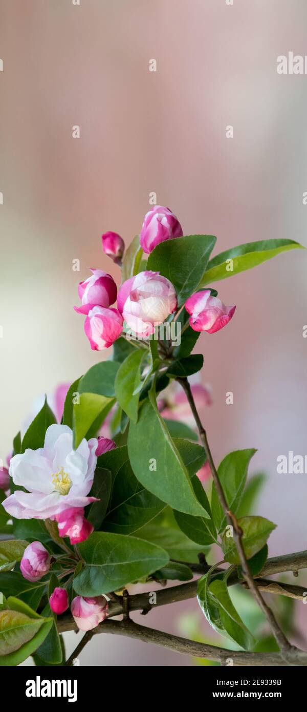 Mobile phone - lock screen - desktop wallpaper - screen saver - flowers