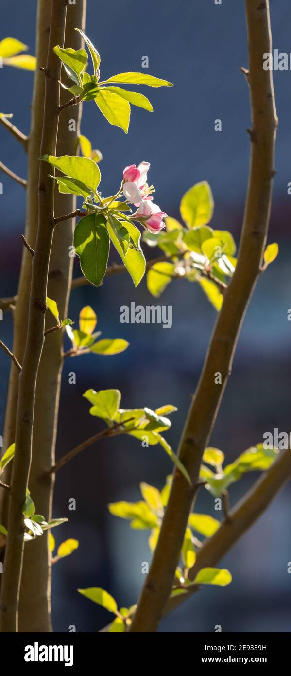 Mobile phone - lock screen - desktop wallpaper - screen saver - flowers