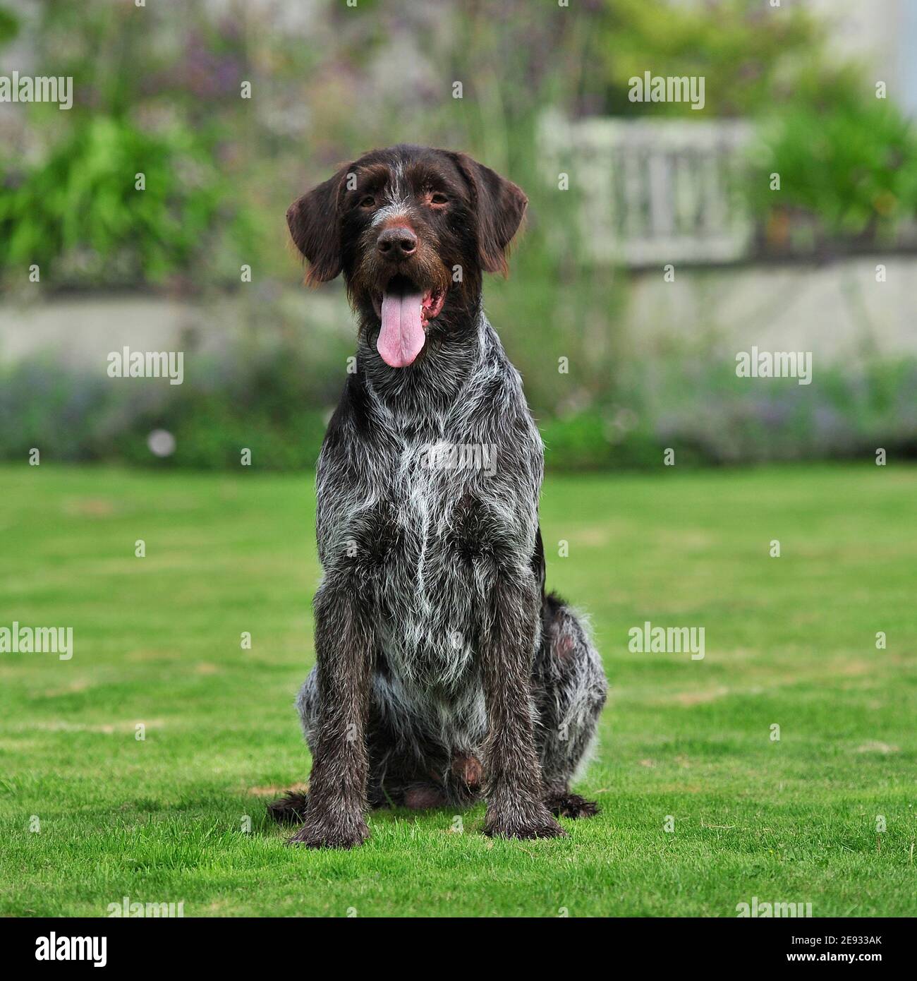 german wirehaired pointer Stock Photo