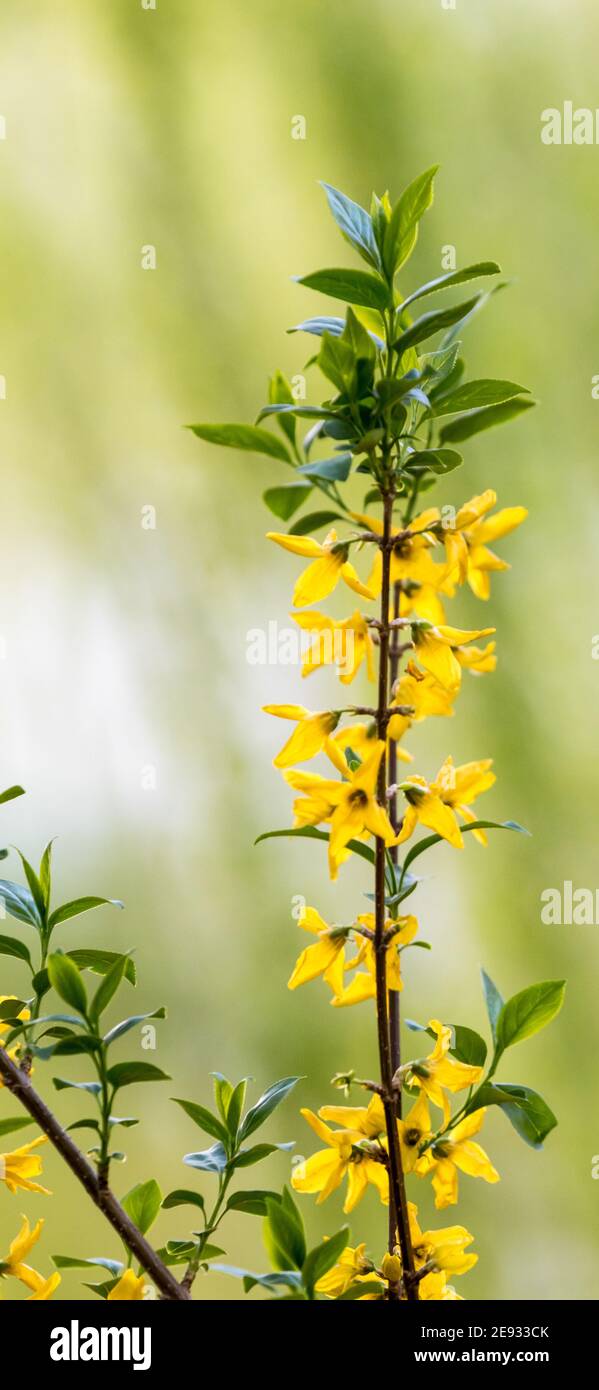Mobile Phone Lock Screen Desktop Wallpaper Screen Saver Flowers St John S Wort Stock Photo Alamy