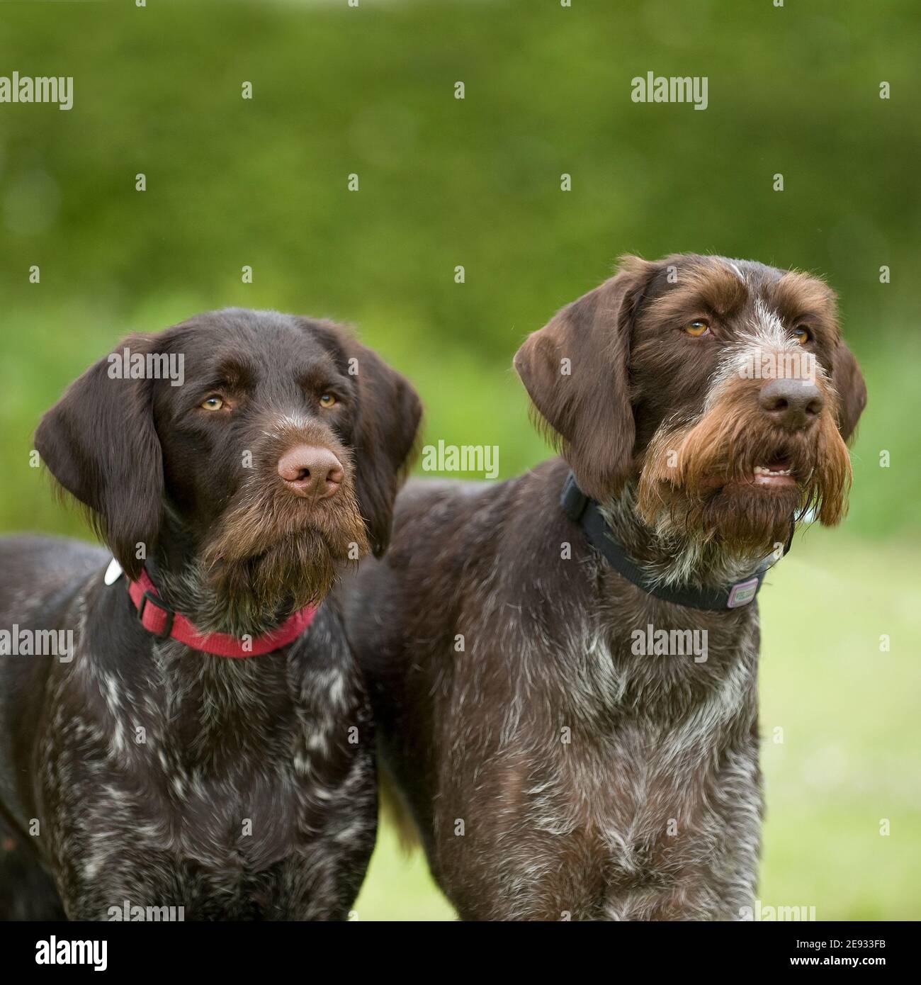 two german shorthaired pointers Stock Photo