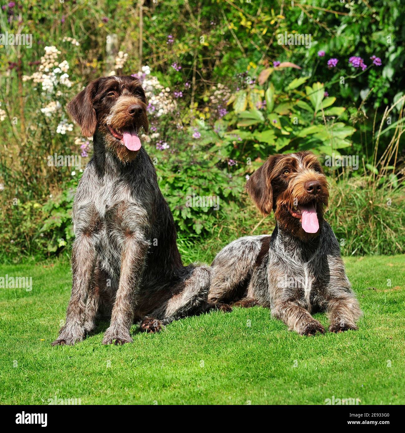 two german shorthaired pointers Stock Photo