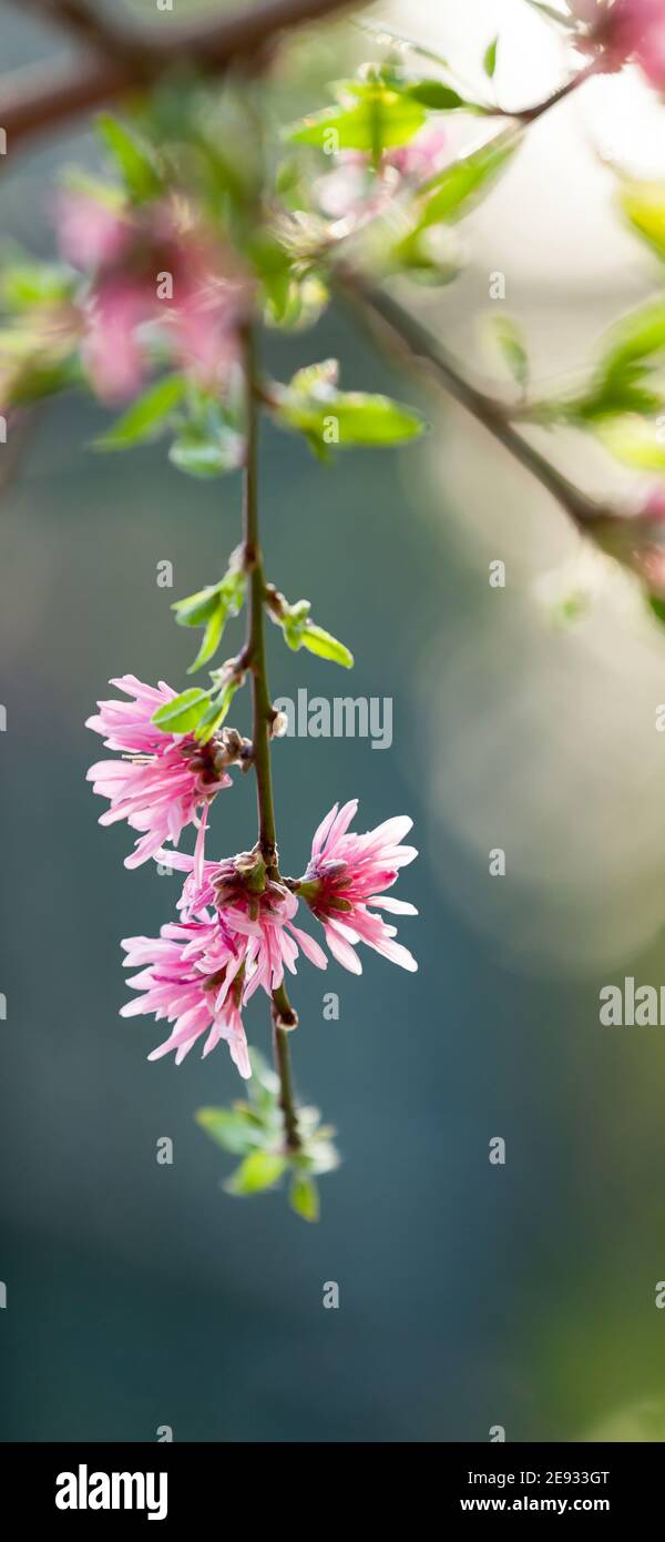 Mobile phone - lock screen - desktop wallpaper - screen saver - - chrysanthemum peach flowers Stock Photo
