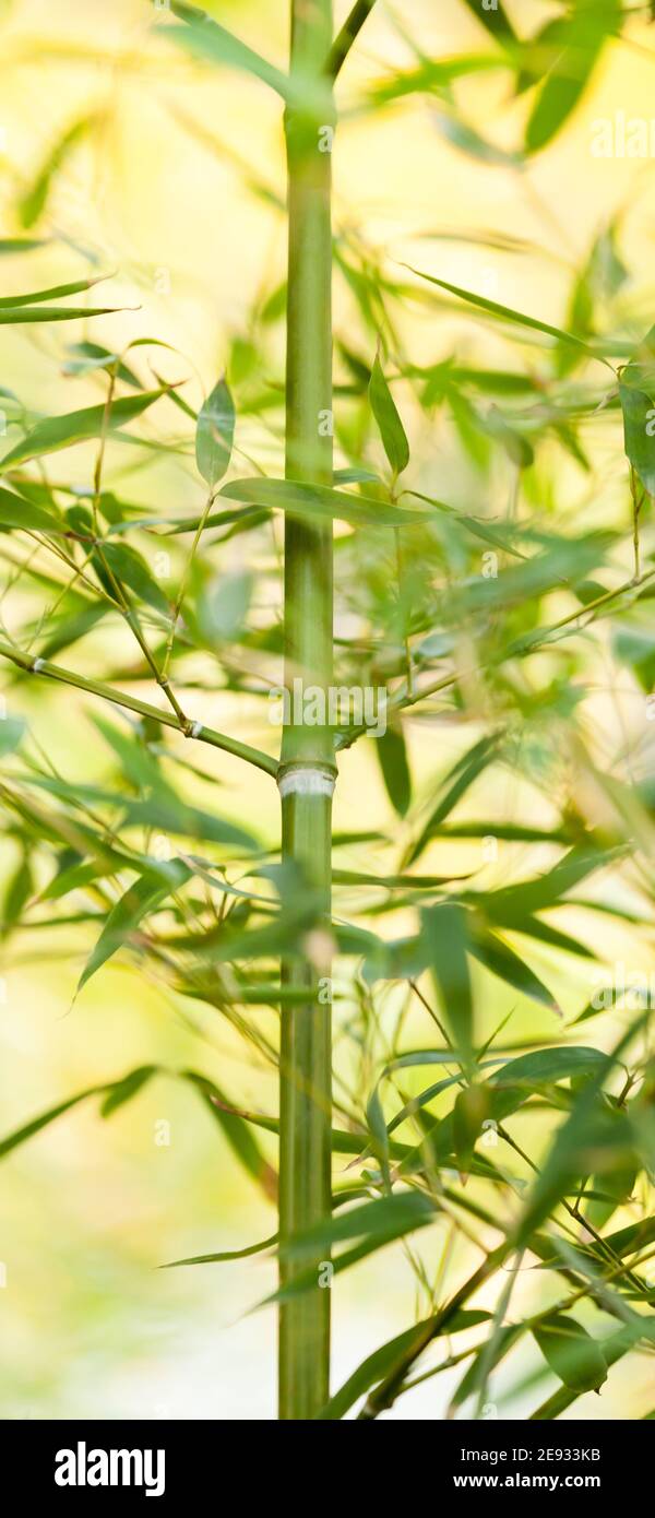 Mobile phone - lock screen - desktop wallpaper - screen saver - bamboo Stock Photo - Alamy Mobile phone - lock screen - desktop wallpaper - screen saver - bamboo Stock Photo - Alamy