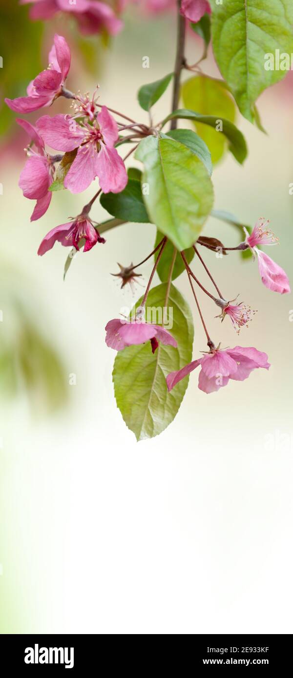 Mobile phone - lock screen - desktop wallpaper - screen saver - flowers