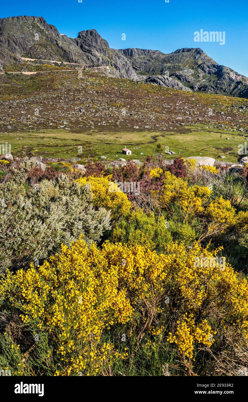 Spanish broom shrubs in bloom, small chapel, Nave de Santo Antonio plateau, Cantaros massif, Serra da Estrela Natural Park, Centro region, Portugal Stock Photo