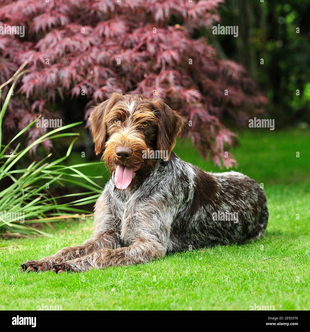 german wirehaired pointer Stock Photo