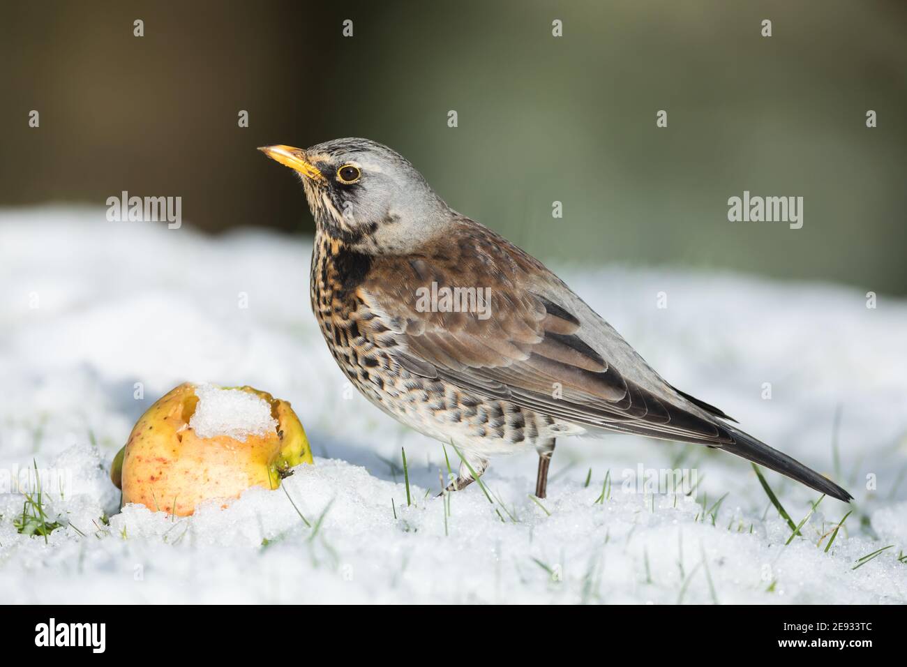 Fieldfare with a windfall apple in the snow Stock Photo