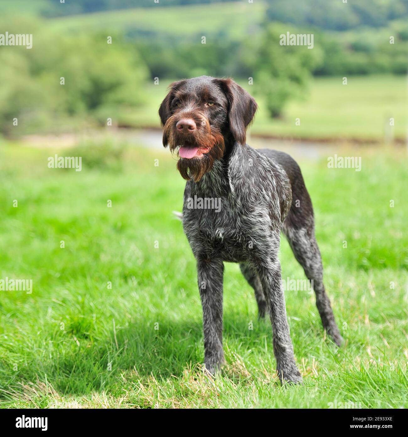 GWP, German wirehaired pointer Stock Photo