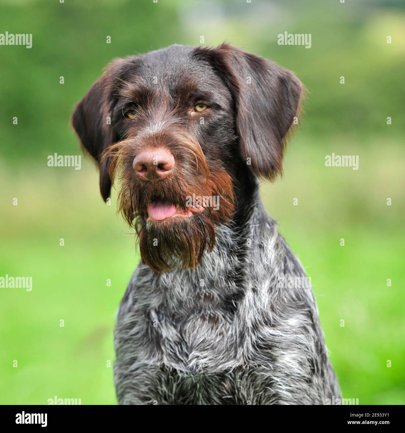 GWP German Wirehaired pointer Stock Photo