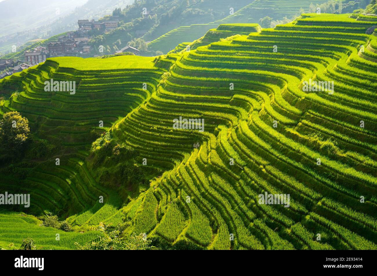 Asia east asia china guangxi longsheng dragon ridge terraces hi-res ...