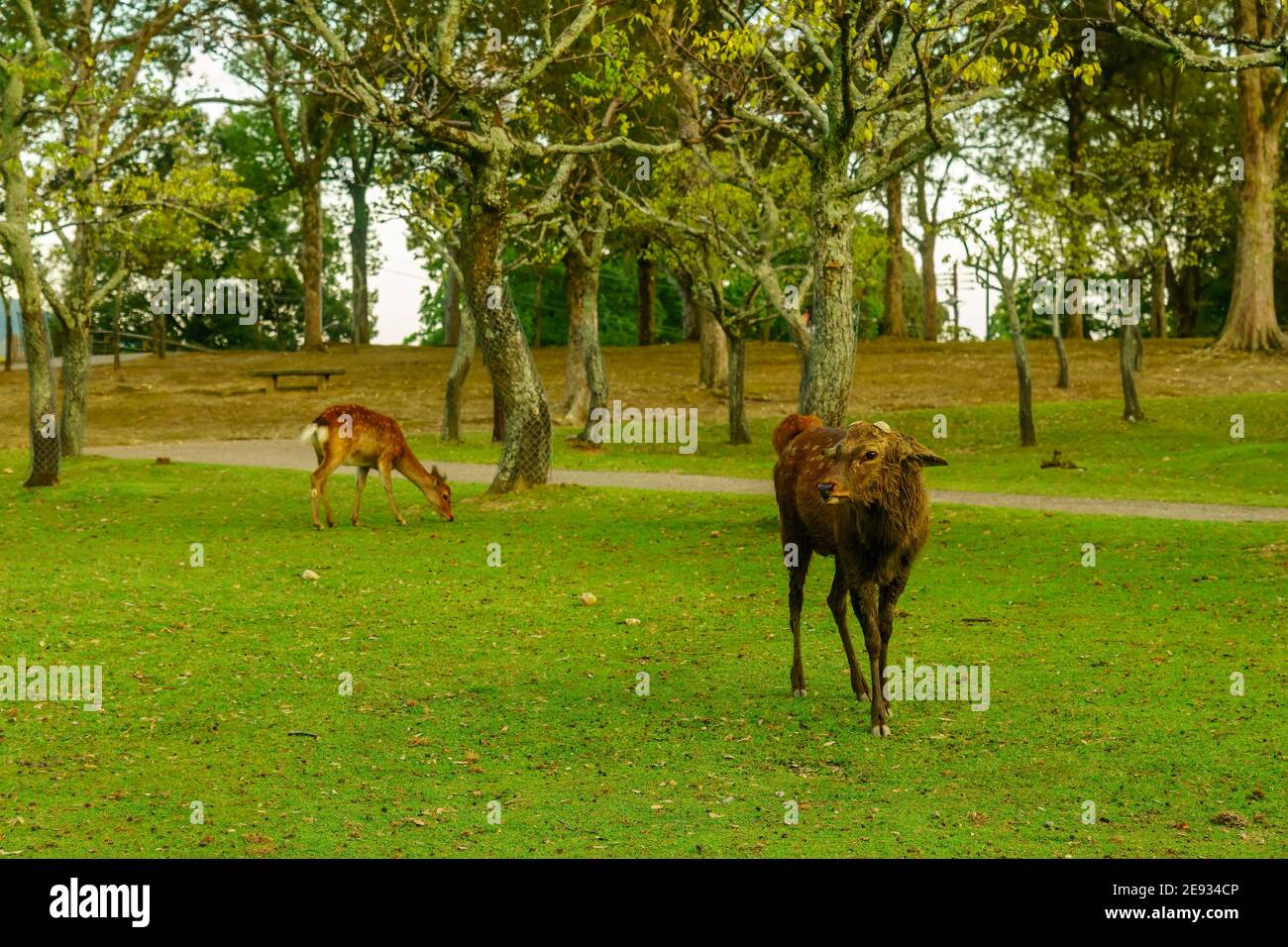 View of a sacred deer in Nara Park, Japan Stock Photo