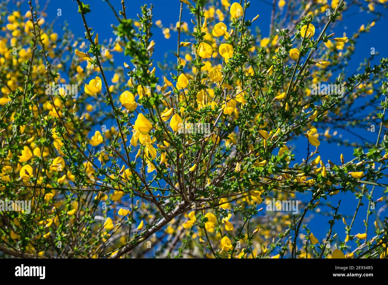 Spanish broom or hairy fruited broom, shrubs in bloom, Serra da Estrela Natural Park, Centro region, Portugal Stock Photo