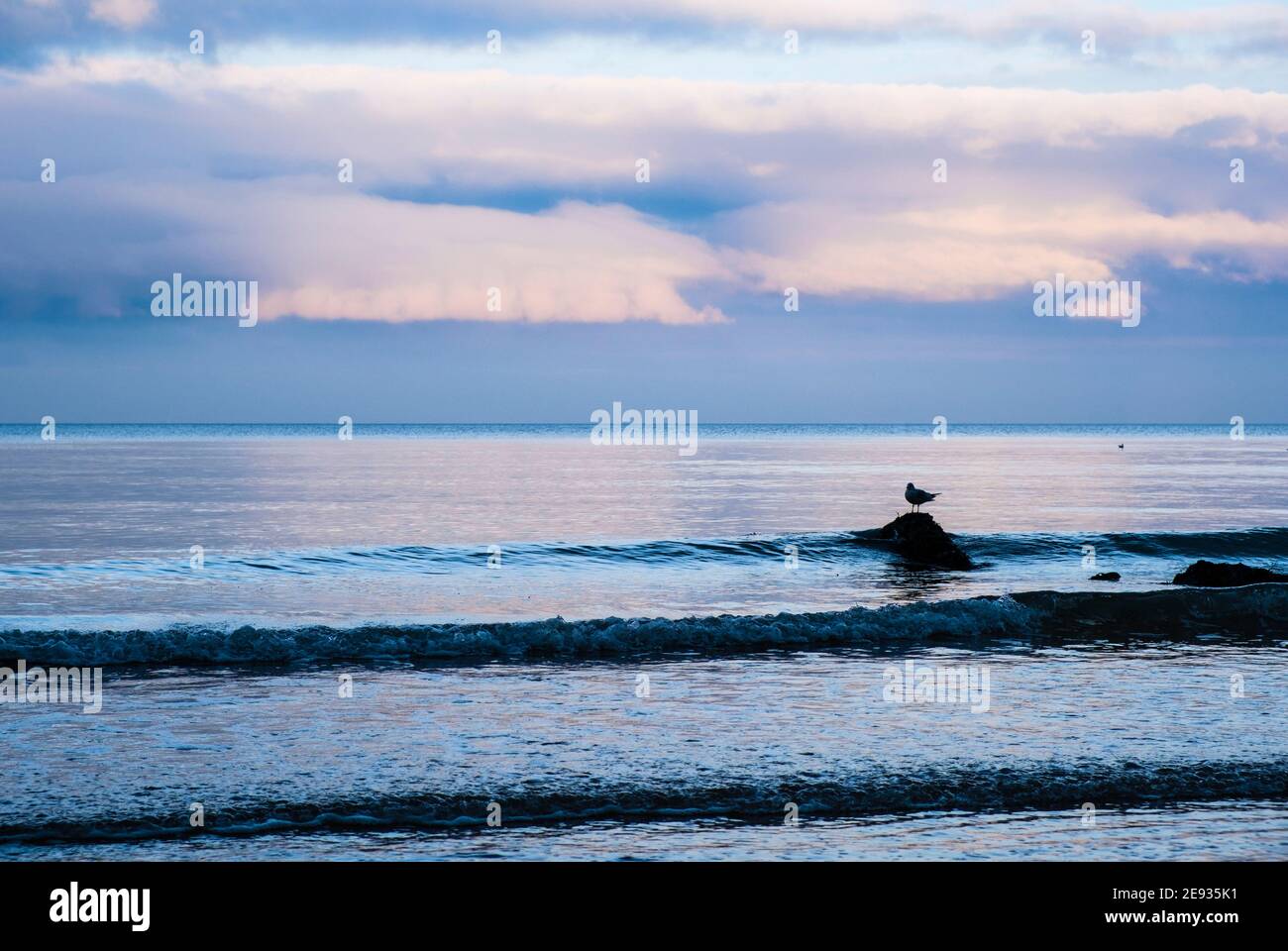 A lone Herring Gull standing on a rock in calm sea with small waves lapping on the seashore in winter light. Benllech Isle of Anglesey Wales UK Stock Photo