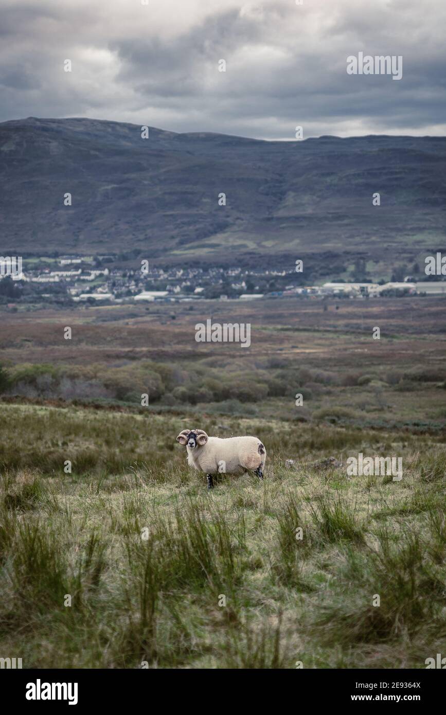 View of a beautiful lonely sheep inside a field in Scotland Stock Photo