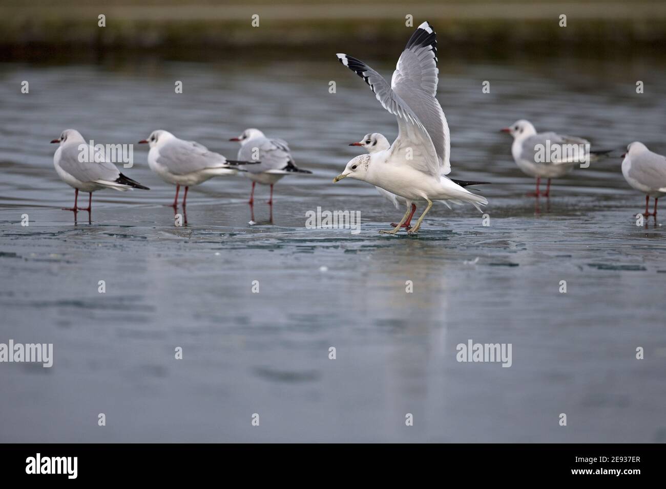 Common Gull (Larus canus) Stock Photo