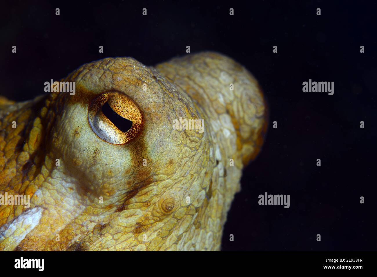 Octopus, Octopus eye Stock Photo Alamy