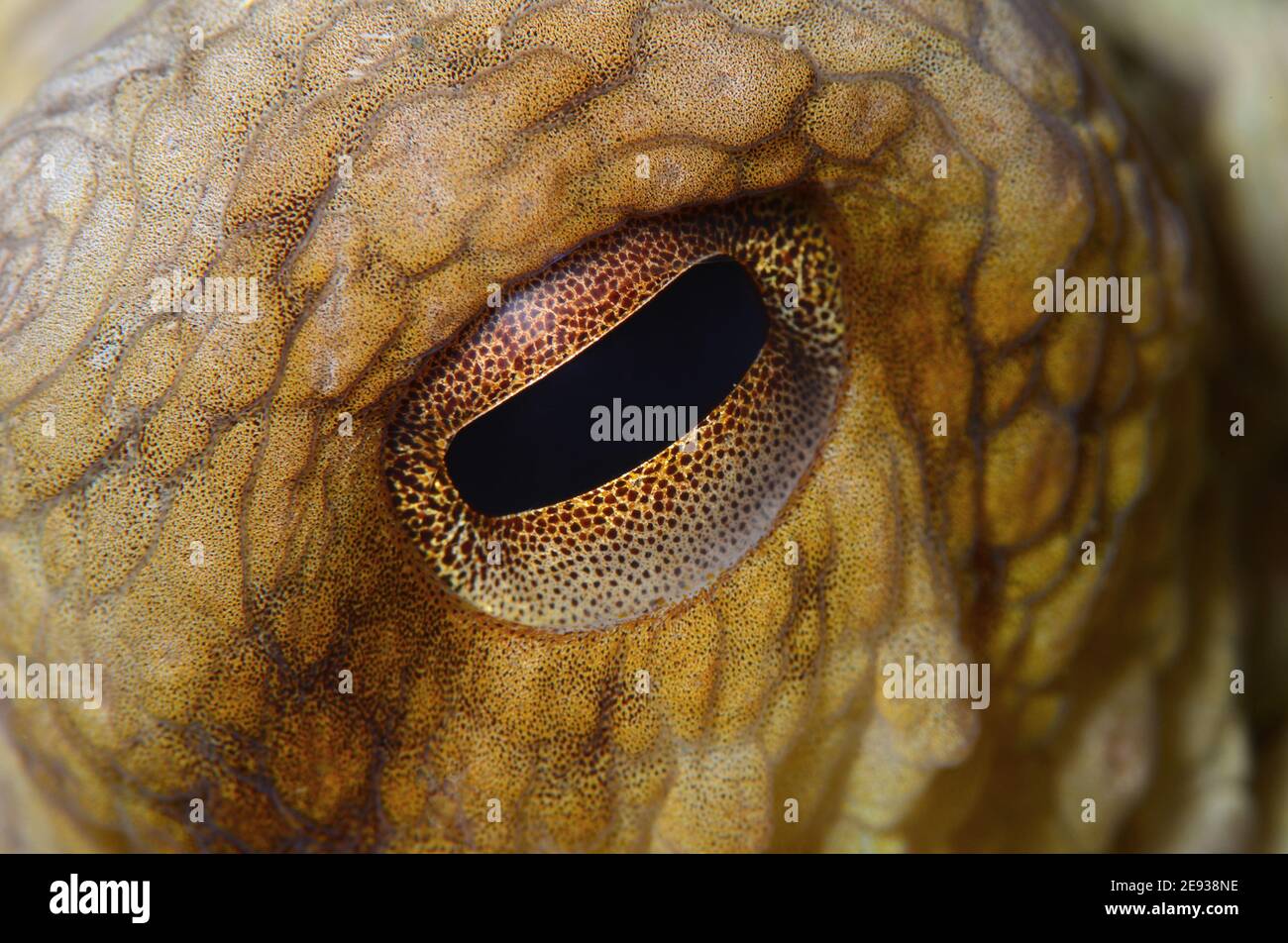 Octopus, Octopus eye Stock Photo Alamy