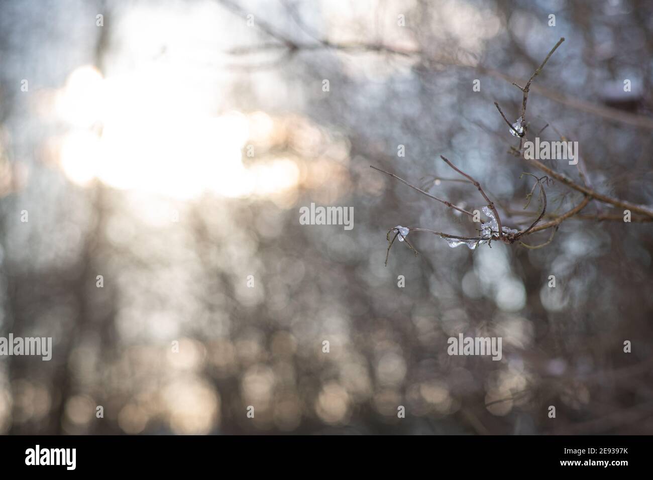 Ice drops on a branch at sunset Stock Photo