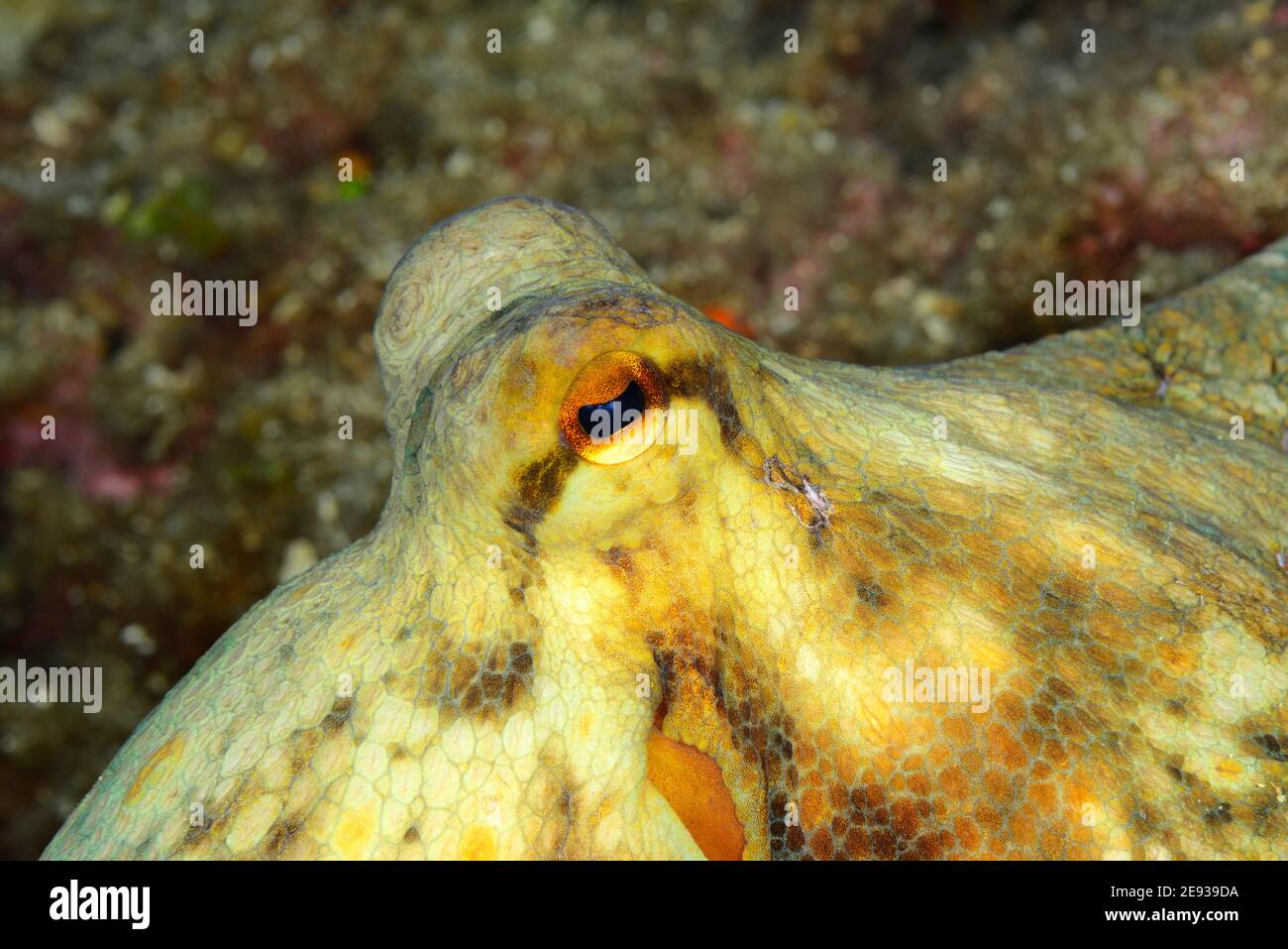 Octopus, Octopus eye Stock Photo Alamy