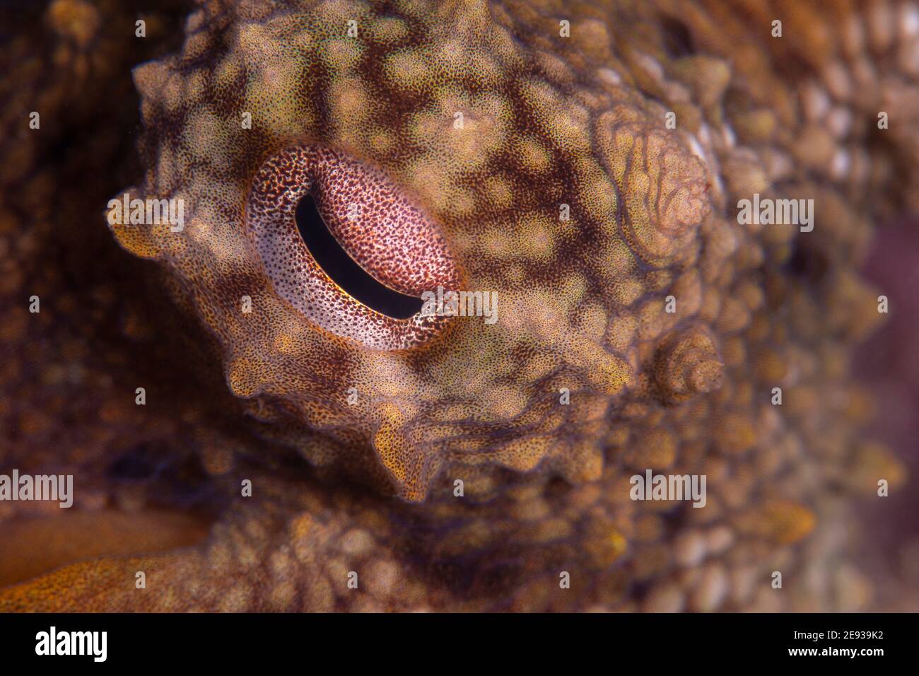Octopus, Octopus eye Stock Photo - Alamy