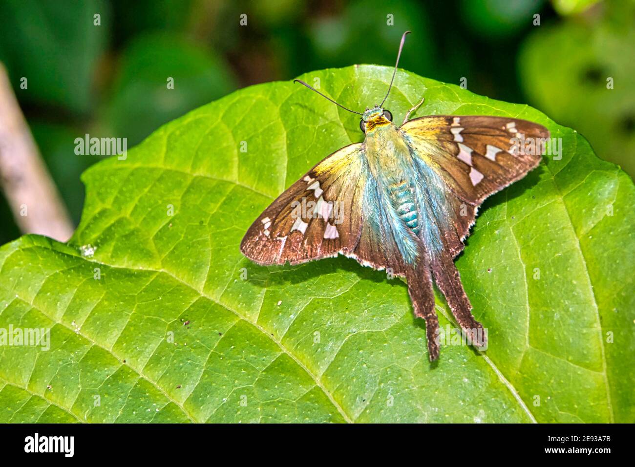 Page 3 Bug In Costa Rica High Resolution Stock Photography And Images Alamy