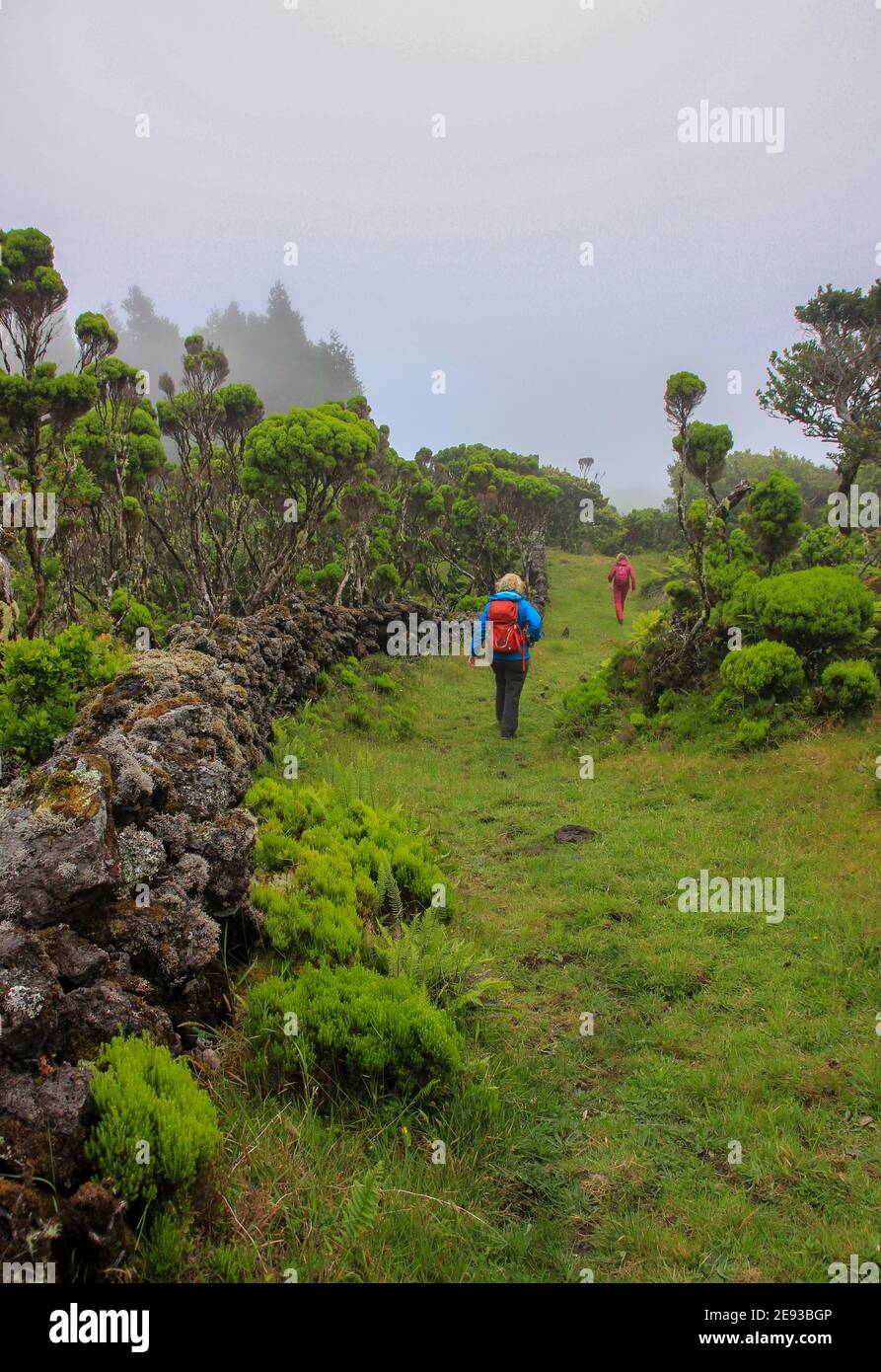Hiking group, exploring green landscapes, Azores, Pico island. Stock Photo