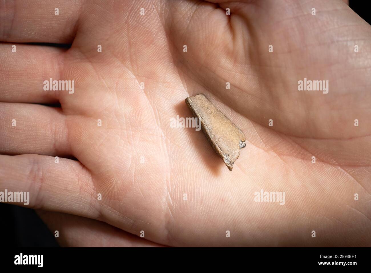 Toothless pterosaur hi-res stock photography and images - Alamy