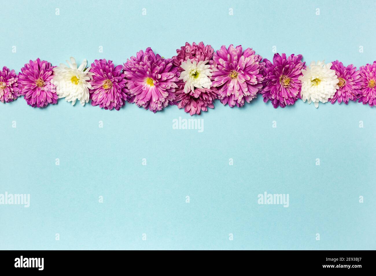 Flowers composition. Frame made of flowers on pastel blue background ...
