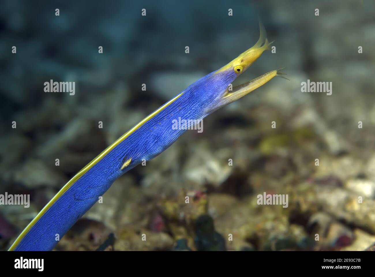 Blue ribbon eel (Rhinomuraena quaesita Stock Photo Alamy