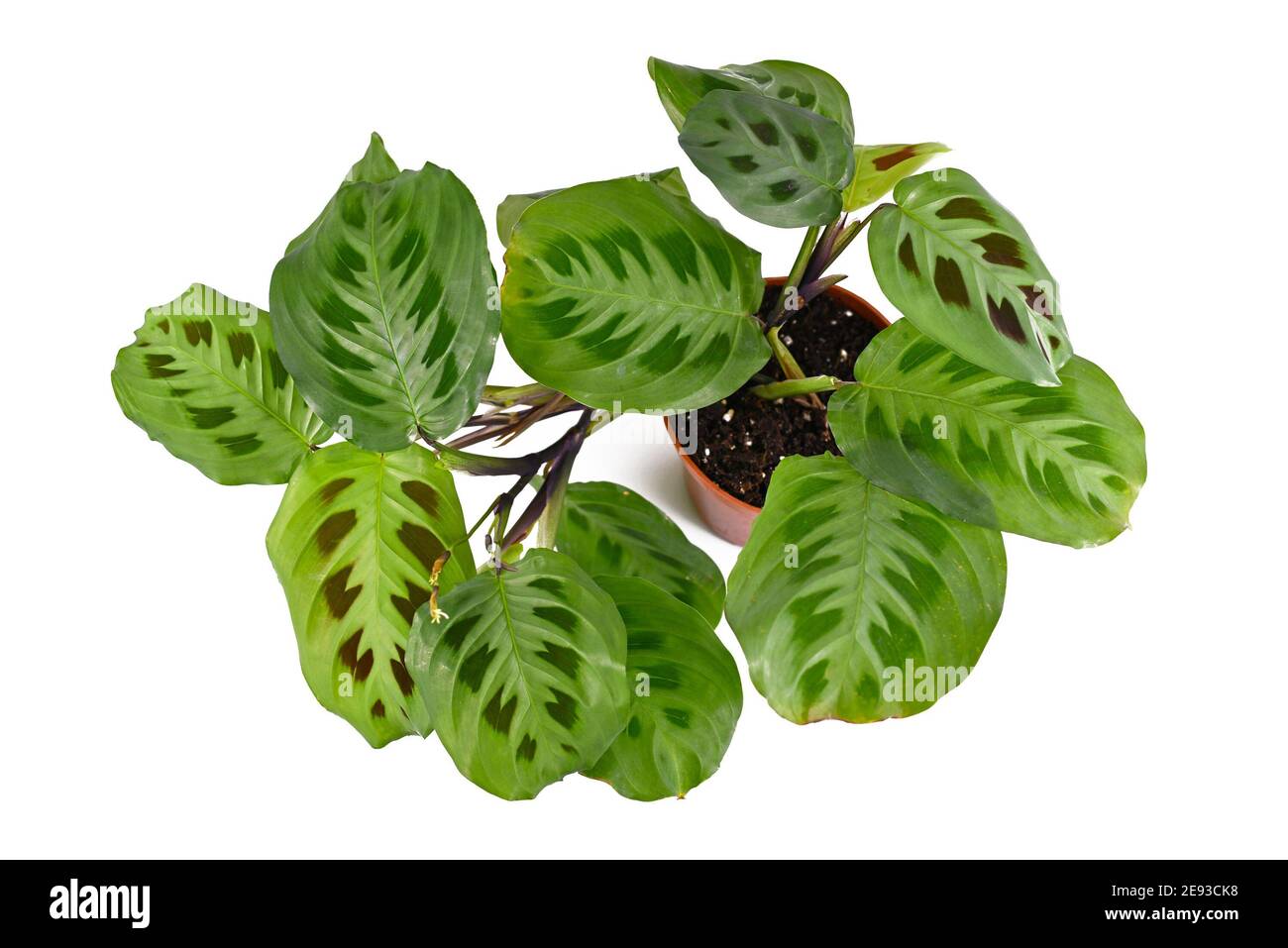 efeu als heckenpflanze Efeu Hecke Helix 150 cm main image 0