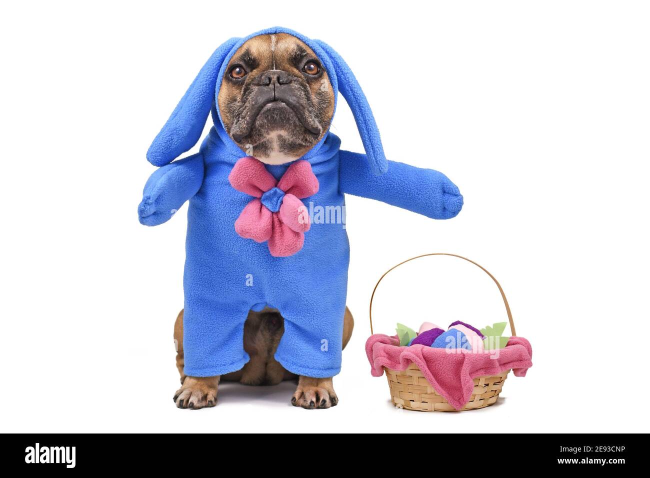 French Bulldog dog dressed up with Easter bunny costume with blue full body suit next to  Easter basket with eggs isolated on white background Stock Photo