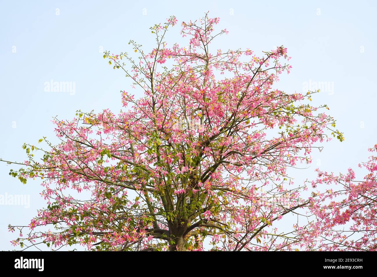 pink silk floss tree flower isolated on blue sky background Stock Photo