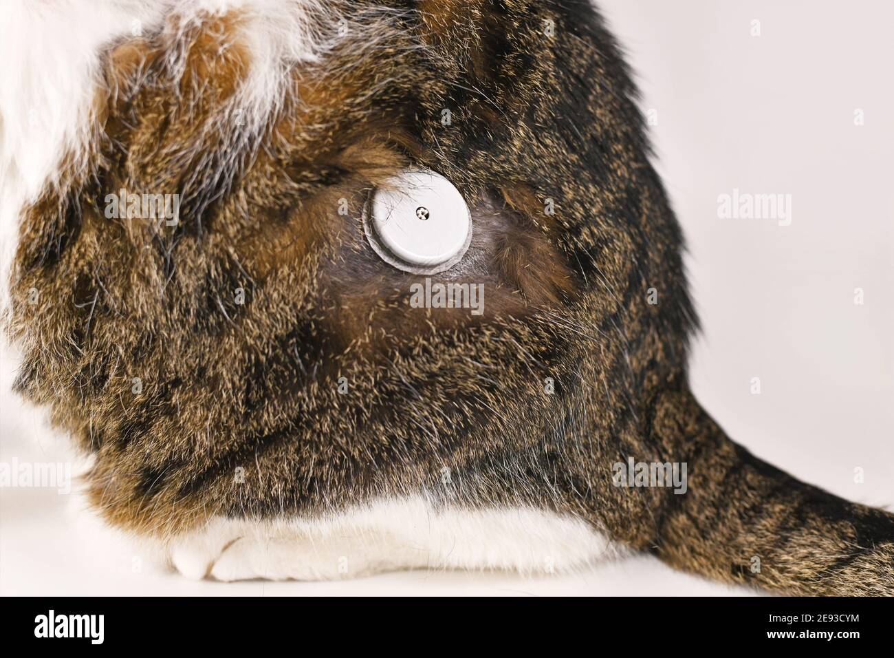Diabetic cat hires stock photography and images Alamy