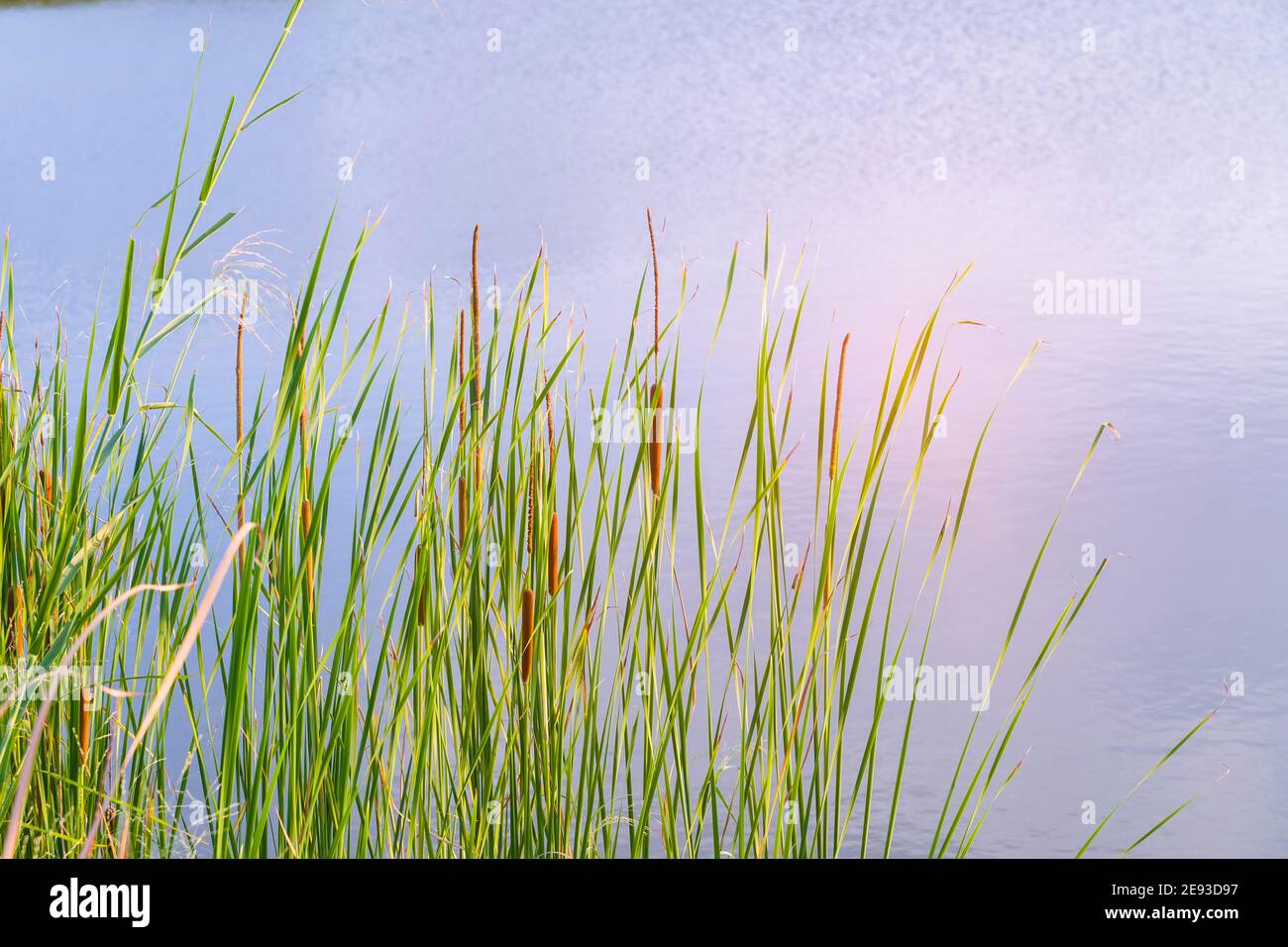 Japanese Reed Stalk reed stalks in the swamp against sunlight Stock Photo - Alamy