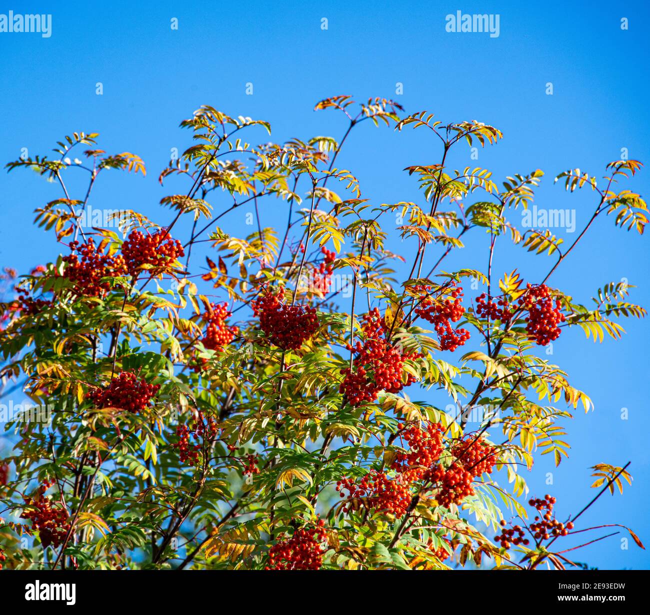Ash Tree Seeds Rowan Trees Sorbus Aucuparia Hi res Stock Photography Ash Tree Seeds Rowan Trees Sorbus Aucuparia Hi res Stock Photography