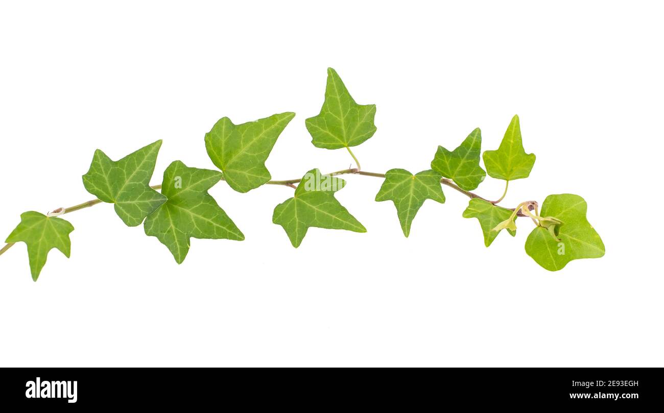ivy isolated on a white background Stock Photo - Alamy