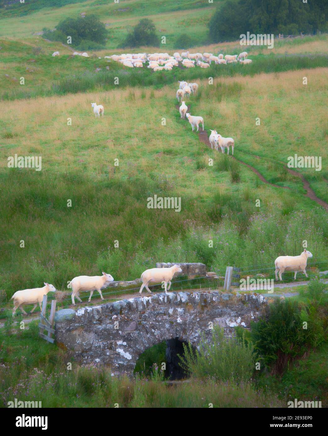 Cheviot Sheep Stock Photo