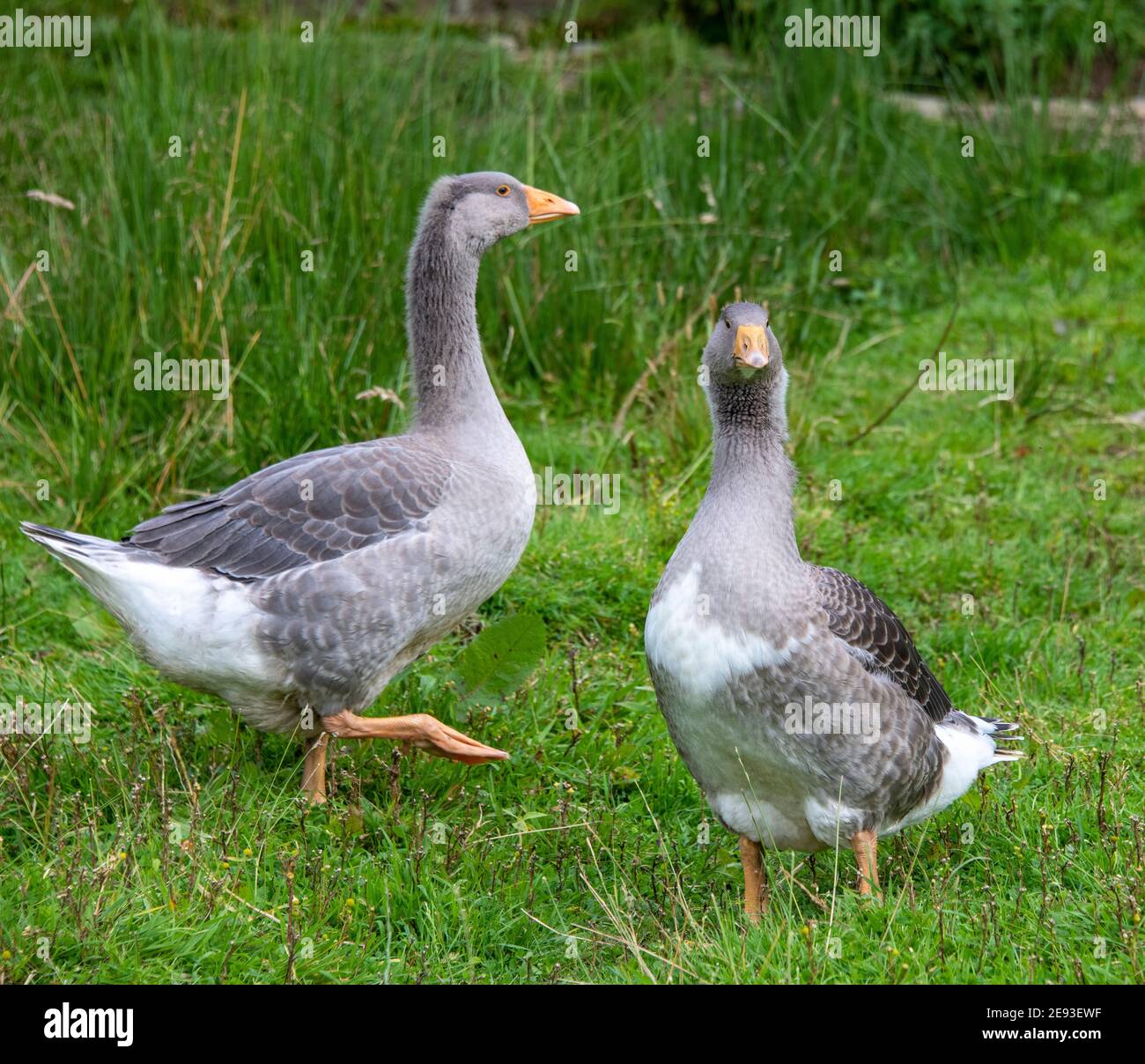 Embden Cross Geese Stock Photo