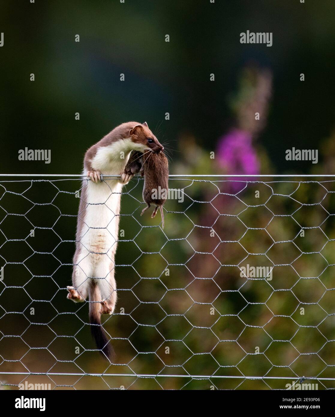 Stoat with a caught Vole Stock Photo