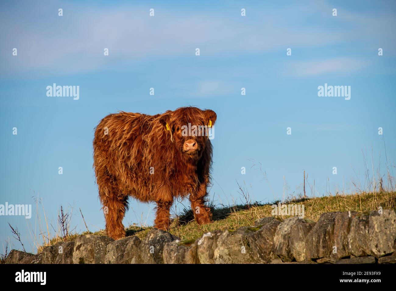 Highland Cow Calf Stock Photo
