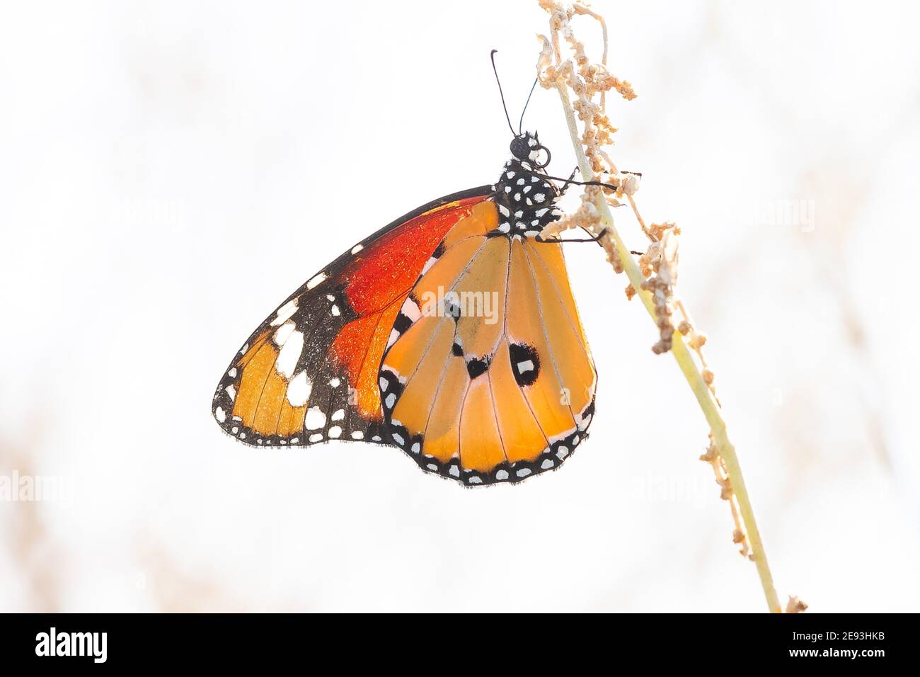 Selective focus shot of a beautiful Danaus chrysippus butterfly on a stick Stock Photo