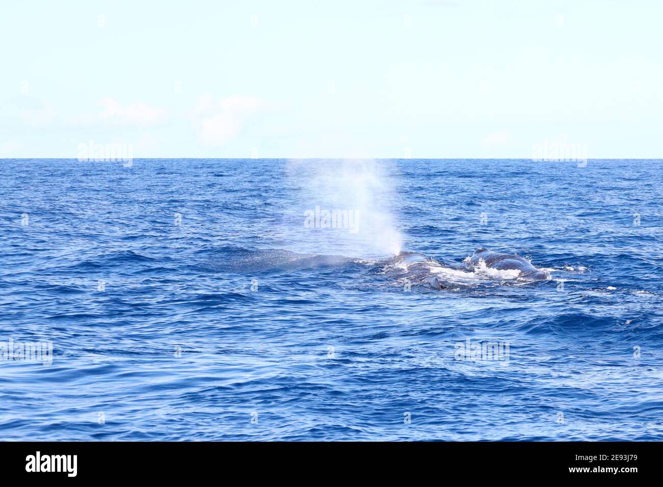 Sperm Whale spouting water at sea Stock Photo - Alamy